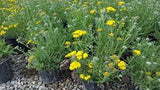 Little Moonshine Yarrow Achillea millefolium #2