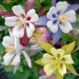 Kirigami Columbine Aquilegia caerulea Mix #2