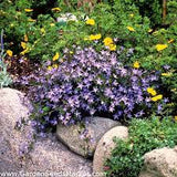 Blue Waterfall Serbian Bellflower Campanula poscharskyana 'Camgood'  #2