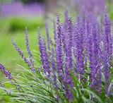 Big Blue Lilyturf Liriope muscari 'Big Blue' #1