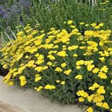 Little Moonshine Yarrow Achillea millefolium #2