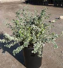 Euonymus fortunei 'Emerald Gaiety' Wintercreeper #3 15-18