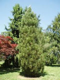 Arnold Sentinel Austrian Pine*  Pinus nigra 'Arnold Sentinel' 6/7' B&B