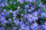 Blue Waterfall Serbian Bellflower Campanula poscharskyana 'Camgood'  #2