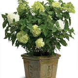 'Limelight' Panicle Hydrangea Hydrangea paniculata #3 Gal