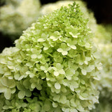 'Limelight' Panicle Hydrangea Hydrangea paniculata #3 Gal