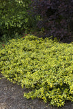 Moonshadow Wintercreeper Euonymus fortunei 'Moonshadow' #3 15-18"