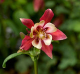 Kirigami Columbine Aquilegia caerulea Mix #2