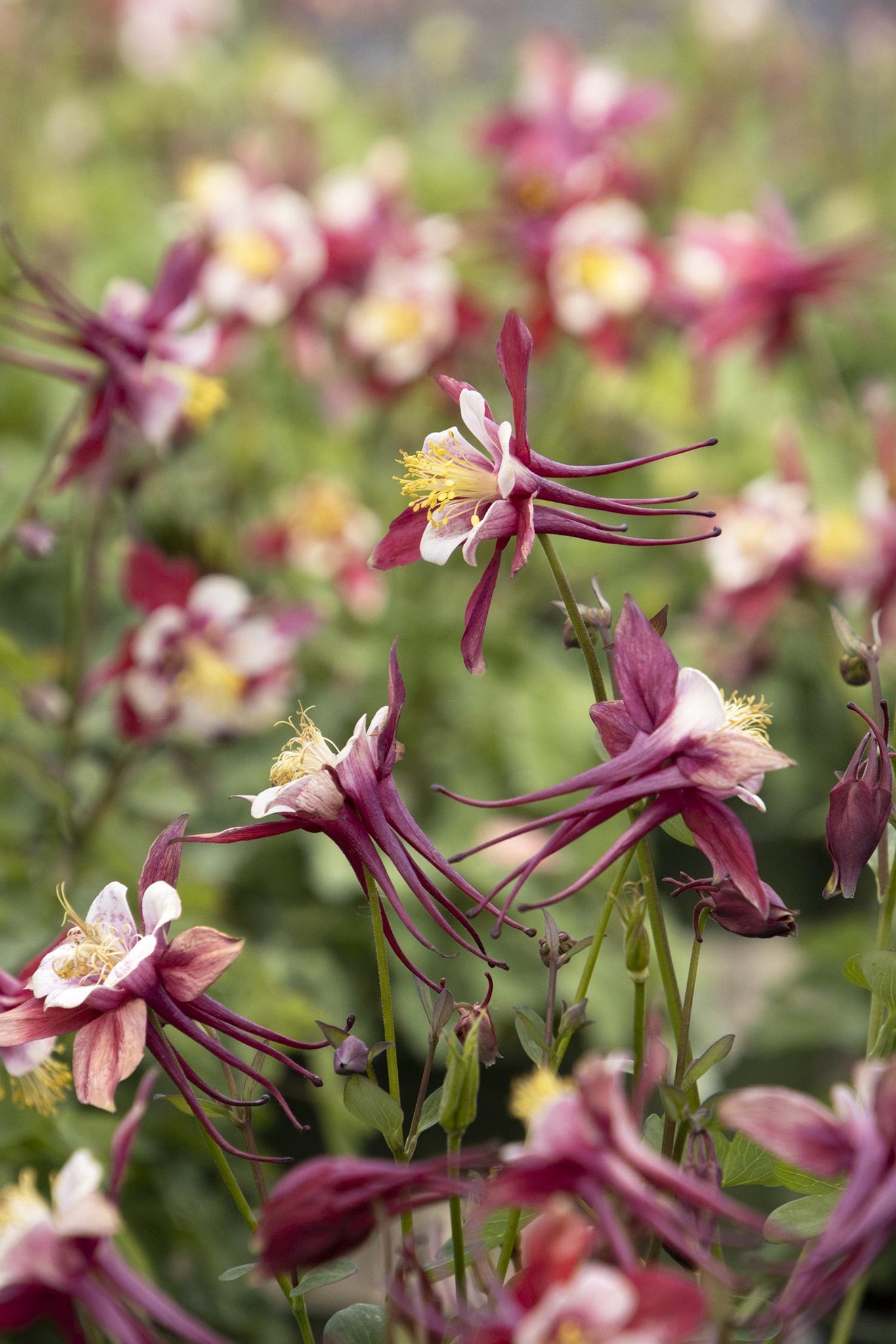 Kirigami Columbine Aquilegia caerulea Mix #2 – Fanelli's Landscape Supply