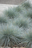 Elijah Blue Fescue Festuca glauca 'Elijah Blue' #1