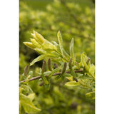 Dappled Willow Salix integra 'Hakuro Nishiki' #5 24-30"