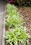 Variegated Lilyturf Liriope muscari 'Variegata' #1