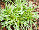 Variegated Lilyturf Liriope muscari 'Variegata' #1