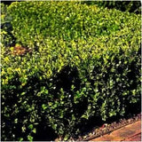3Gal 12-15" Winter Gem Boxwood Buxus microphylla var. japonica 'Winter Gem'