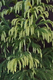 Cryptomeria japonica 'Sekkan Sugi'  Gold Japnese Cedar 6-7'