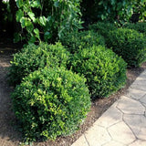 3Gal 12-15" Winter Gem Boxwood Buxus microphylla var. japonica 'Winter Gem'