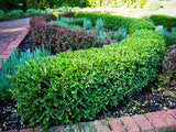 3Gal 12-15" Winter Gem Boxwood Buxus microphylla var. japonica 'Winter Gem'