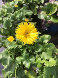 Doronicum (Leopard's Bane) #2